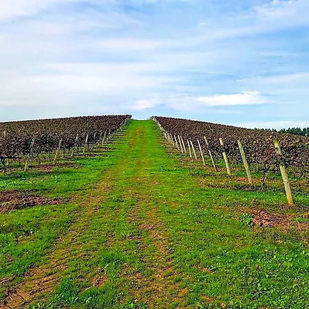 Historic Vineyard Retreat - 1785 Country In Peral Apartmán Cadaval
