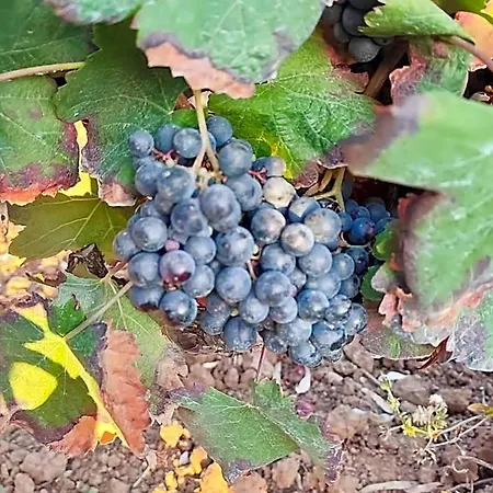 Historic Vineyard Retreat - 1785 Country In Peral Apartmán *